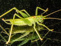 Southern Oak Bush-cricket